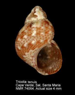 Tricolia tenuis (5).jpg - Tricolia tenuis (Michaud,1829)